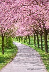 Kirschblüten im Englischen Garten Berlin